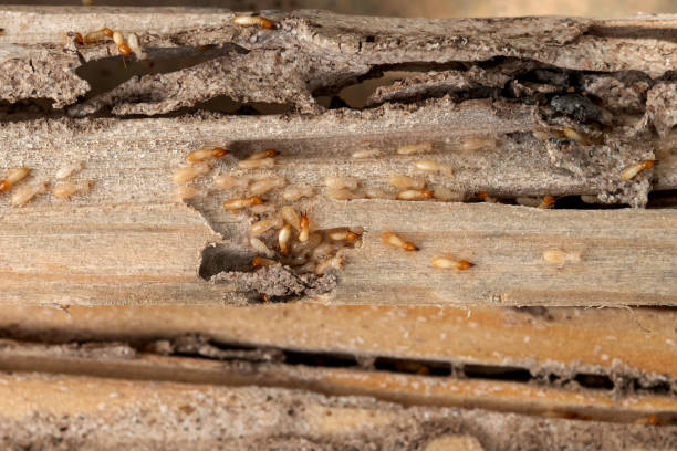 Best Residential Pest Control  in Tusculum, TN